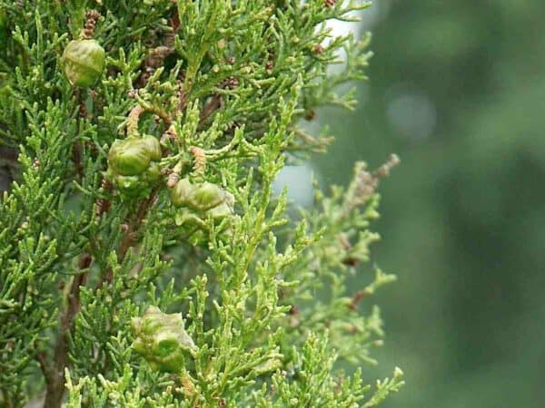 Pure Cypress Essential Oil