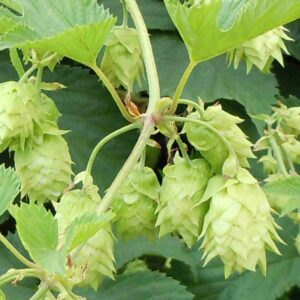 Pure Hops Essential Oil