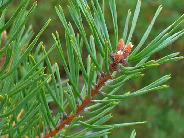 Pure Scotch Pine Essential Oil