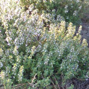 Pure Thyme Essential Oil (Linalool)